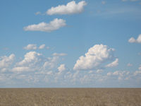 Mitchell grass, Barkly Stock Route